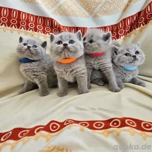 BKH Kätzchen 