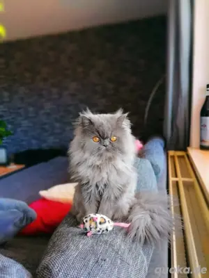 liebevoller Kater 7 jahre  Bild 2