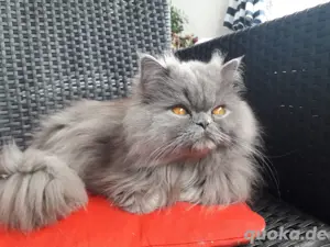 liebevoller Kater 7 jahre  Bild 3