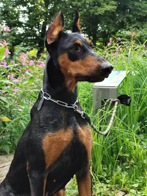 Dobermann Hündin in liebevolle Hände abzugeben