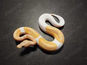 Banana-Clown-Pied s wegen Zuchtaufgabe - Gesamtpreis:  1249,- Euro