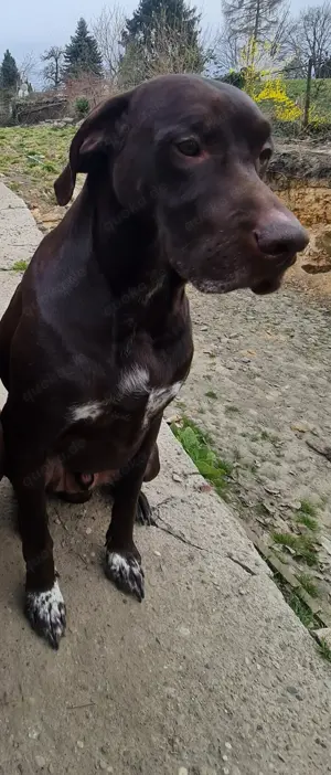 Labrador Mischling in Liebevolle Hände abzugeben! 