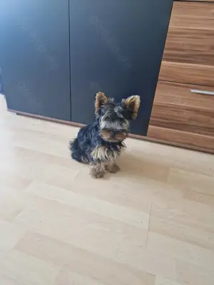 Yorkshire Terrier