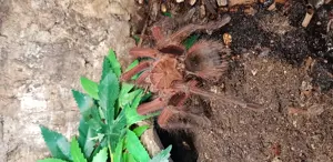 Theraphosa apophysis 1.0