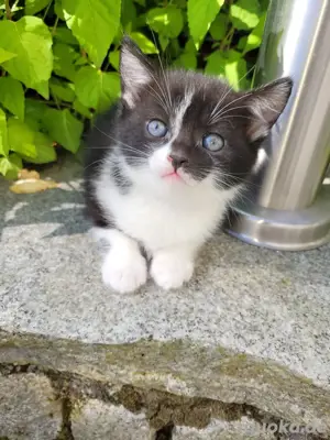 katzen W M