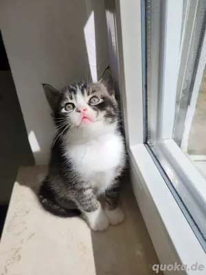 katzenbaby