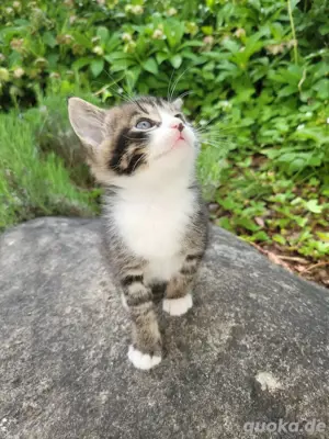katzenbaby
