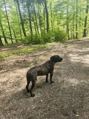 Cane Corso Hündin abzugeben Beschreibung lesen! 