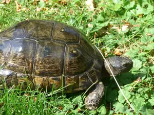Breitrandschildkröte ( Tm ). weiblich, eierlegend