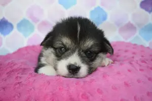 Welsh Corgi Pembroke 