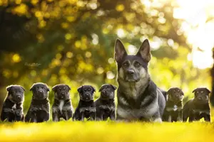 Deutsche Schäferhund Welpen 