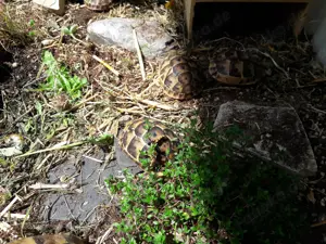 2 Junge Maurische Landschildkröten (Testudo Graeca) Bild 2