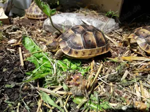 2 Junge Maurische Landschildkröten (Testudo Graeca) Bild 3