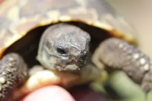 Griechische Landschildkröten
