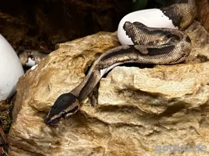 1.0 Piebald