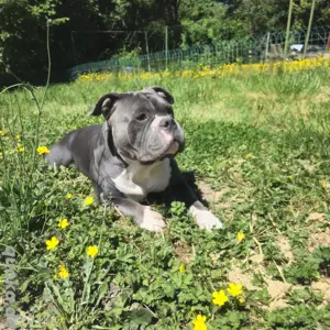 American Bully Deckrüde 