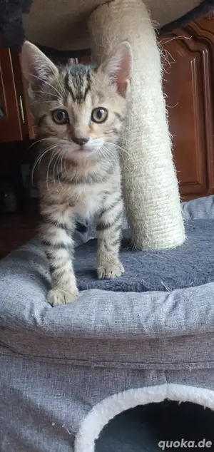Bengal BKH Kitten weiblich 