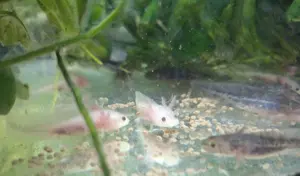 Axolotl NAchwuchs abzugeben