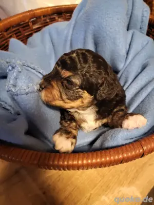 Maltipoo  ( Malteser Pudel)