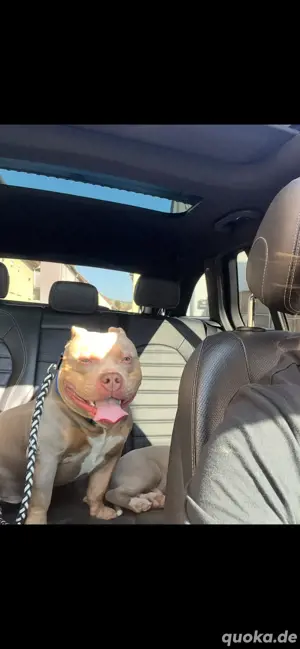 american bully Deckrüde 