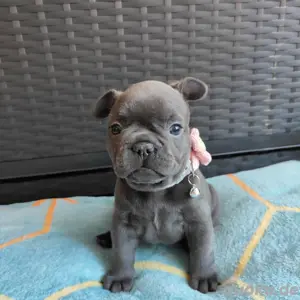 Französische Bulldoggen-Welpen   1 Rüde & 2 Hündinnen   Farbe: Blue