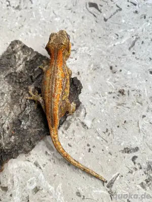 Rhacodactylus auriculatus, red orange striped