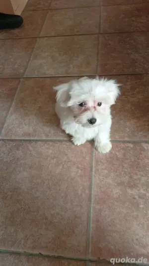 Bichon Malteser 