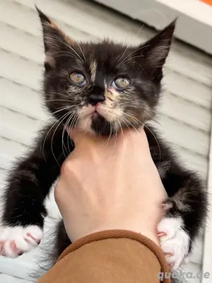 kittenbaby mix