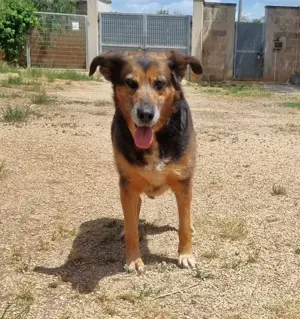 Mischlingshündin Stella sucht Zuhause