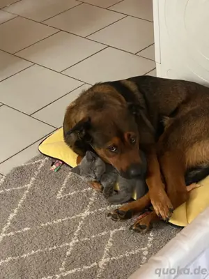 Hunde Dame " Queen" 