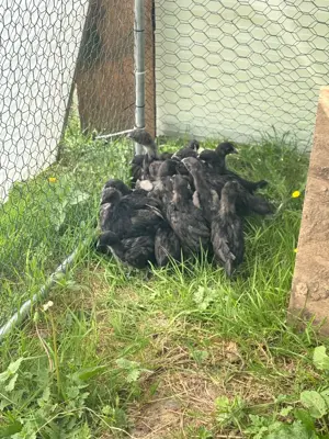 Ajam Cemani ca 6 Wochen