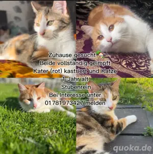 Wunderschöne Katzen suchen dringend ein Zuhause