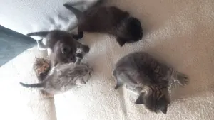 Katzenbabys zu verkaufen