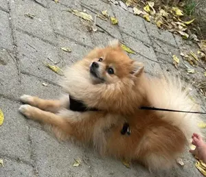 Männlicher Zwergspitz pomeranian 
