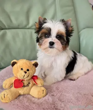 Biewer-Yorkie flauschiges Glück