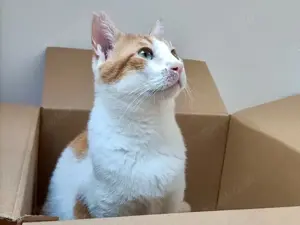 Pepino, energiegeladener Sonnenschein, ca. 2 Jahre *in 26725 Emden*
