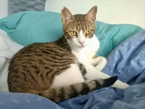 Sparky, verspielter Kuschelbär, ca. 1 Jahr *in 26725 Emden*