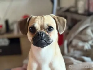 Deckrüde Mops mischling