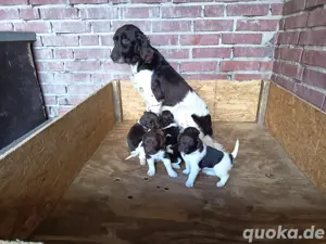Kleiner Münsterländer Welpen 