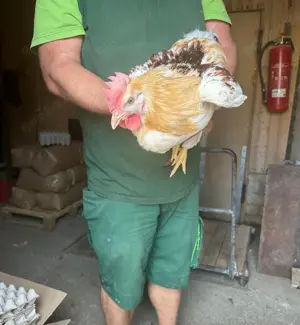  11 Hühner + 1 Hahn kostenlos abzugeben   legen täglich Eier  (Ausstattung zu verkaufen)