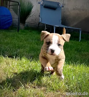 American Bully welpen oeb bulldogge 