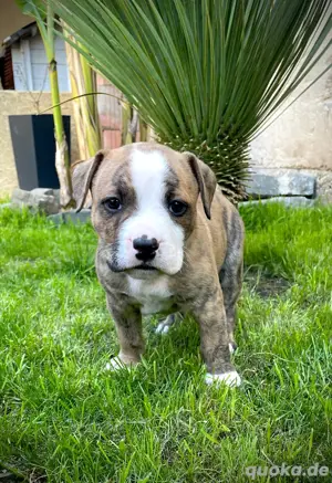 American Bully American Bulldog Old Englisch Bulldogge 