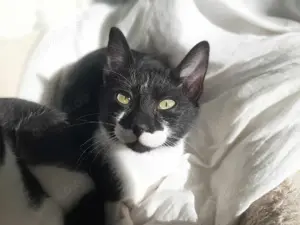 Klelia, verspieltes Katzenmädchen, ca. 7 Monate *FIV+*