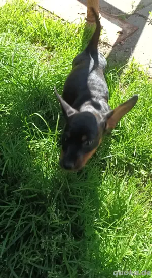 Zwergdackel Welpen suchen dich 