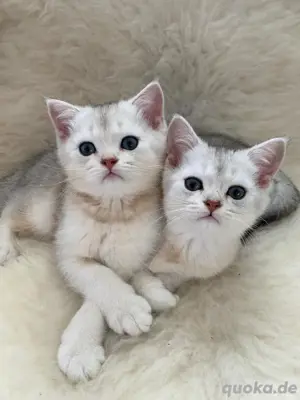 Britisch-Kurzhaar Kitten