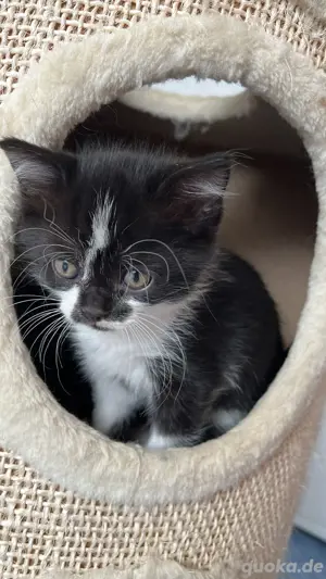 Kitten Ragdoll BKH