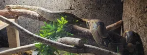 Boa Constrictor Imperator Weibchen, geb. 2020 Bild 5