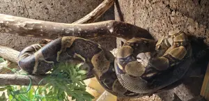 Boa Constrictor Imperator Weibchen, geb. 2020 Bild 3