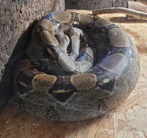 Boa Constrictor Imperator Weibchen, geb. 2020