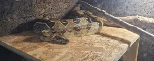 Boa Constrictor Imperator Weibchen, geb. 2020 Bild 2